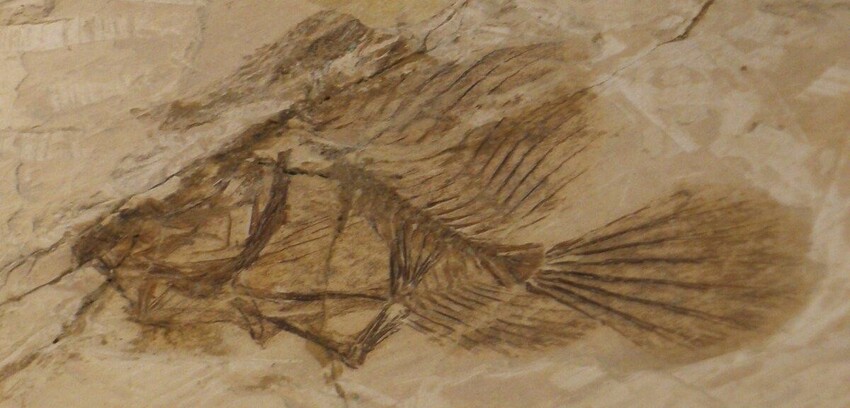 Рыба-лопата: Прокачала плавники до полноценных лапок. Наглядный пример эволюции рыб