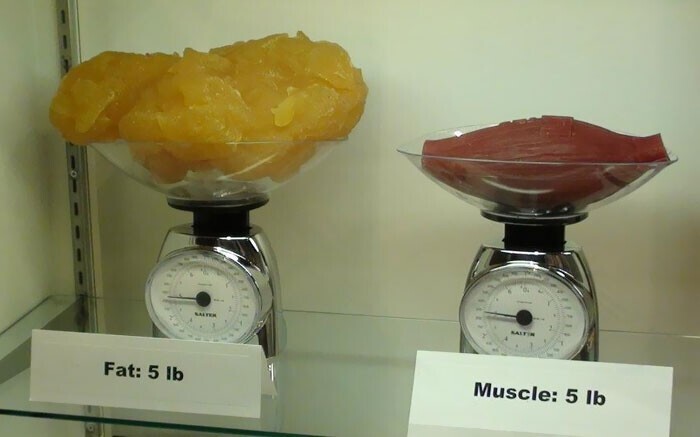 16. 5 фунтов жира по сравнению с 5 фунтами мышц (это примерно 2,3 кг)