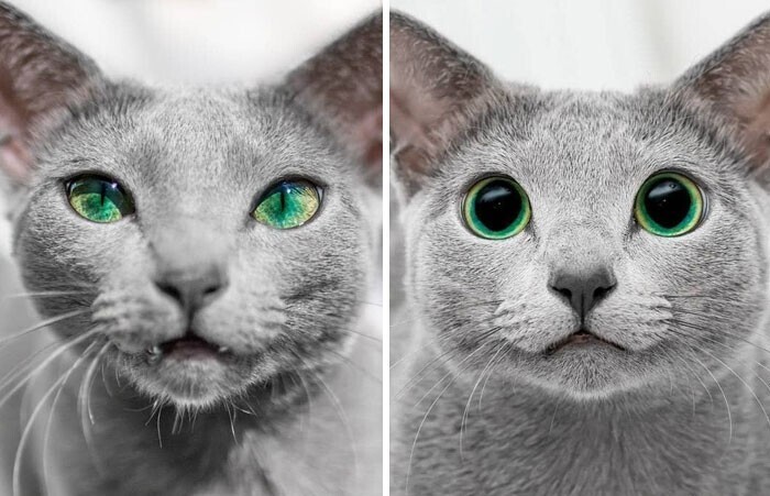 4. Глаза одной и той же кошки: день и ночь