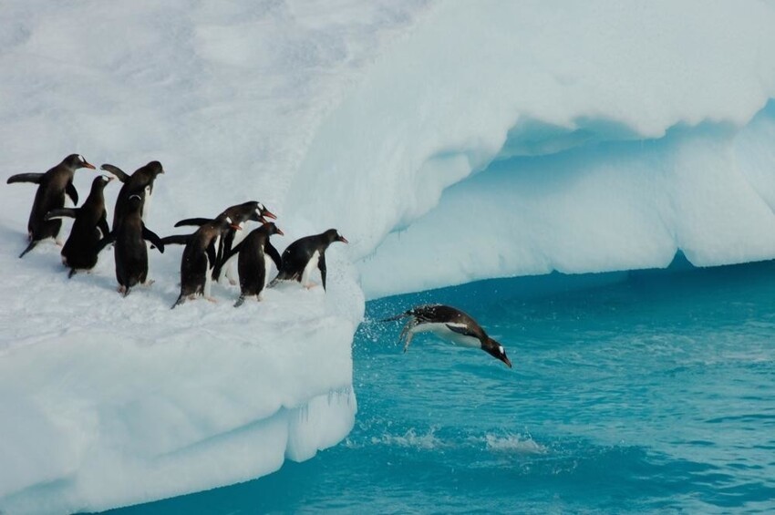 Как пингвины получили свое название?