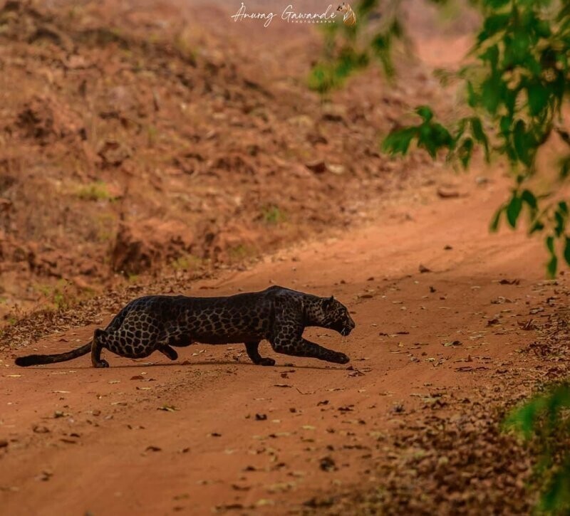 В Индии засняли редчайшего чёрного леопарда