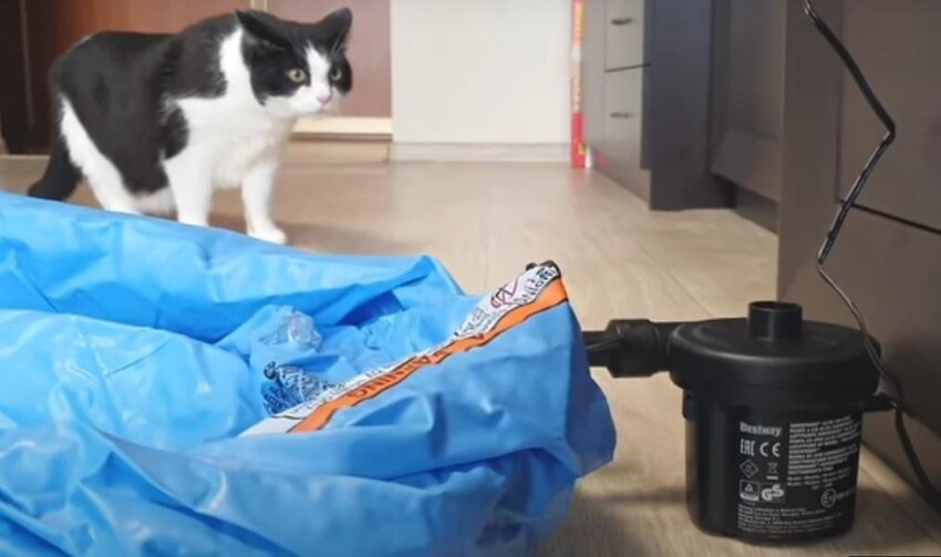 7 млн просмотров на YouTube собрал за три месяца сюжет с белорусским котиком в бассейне  