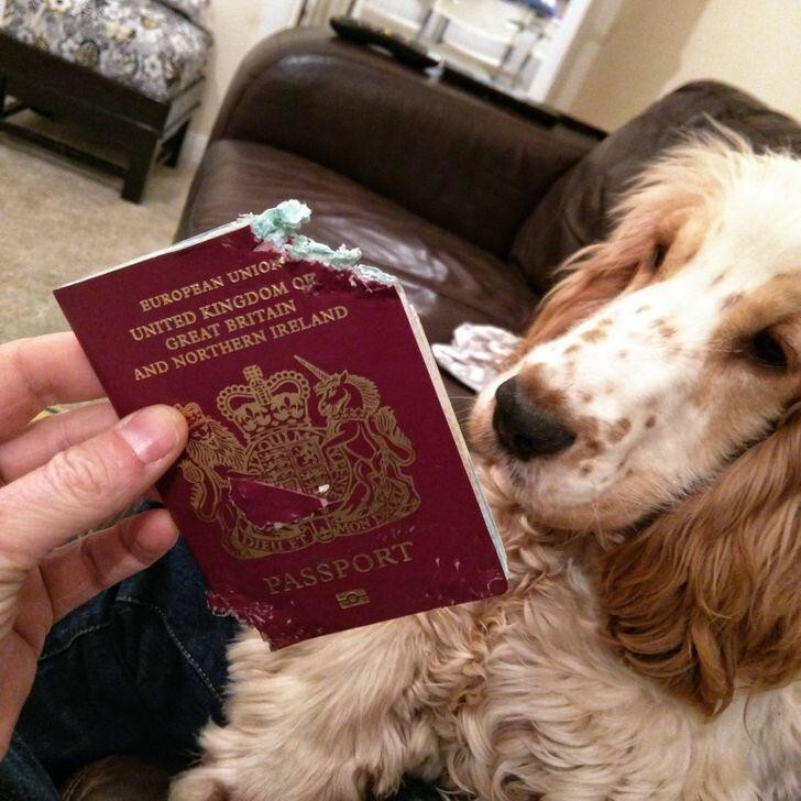 В паспортном столе будут долго смеяться, а еще отправят на курсы дрессировки собак