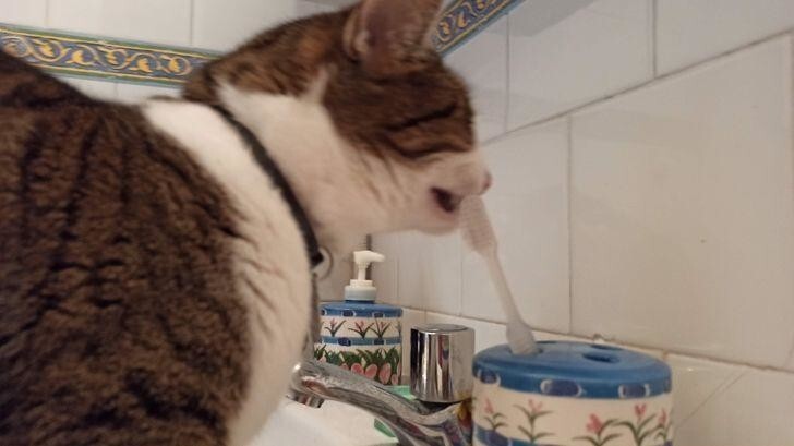 Оказывается, котик тоже обожает чистить зубы. Хозяйской щеткой.