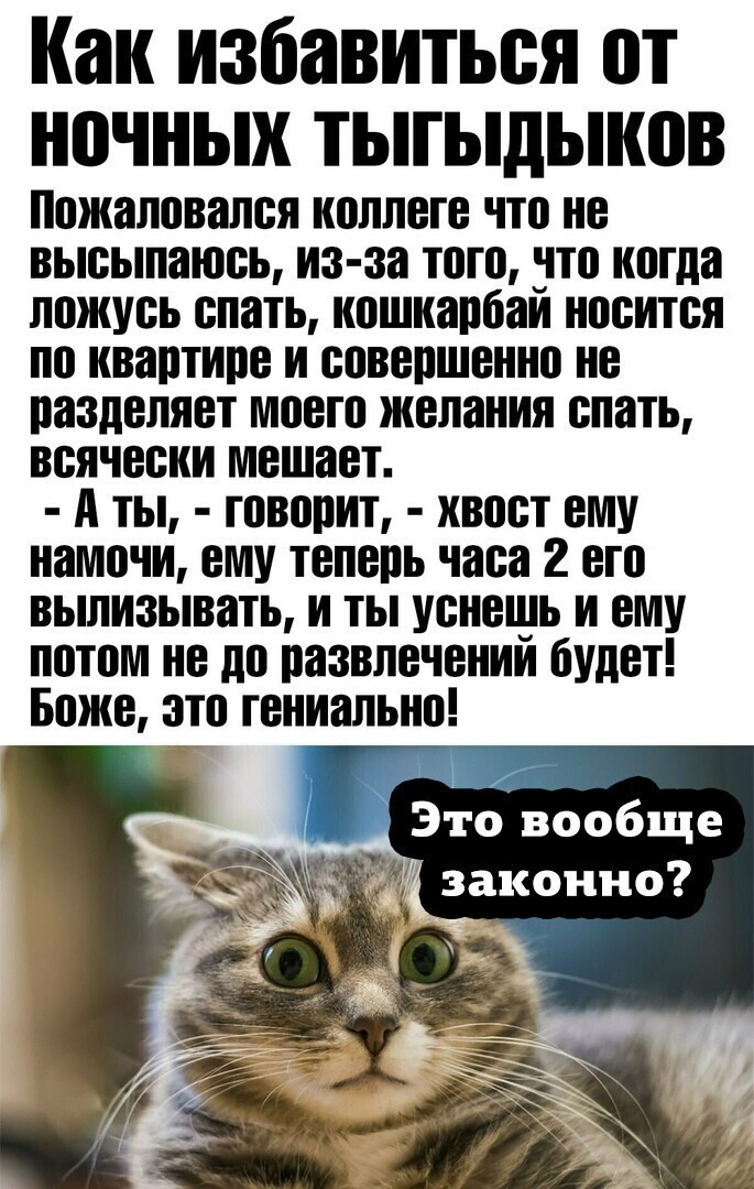 Котолюбам на заметку