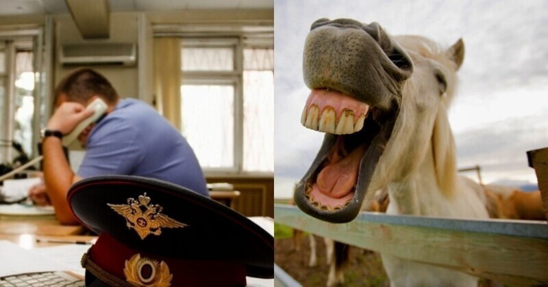 Полицейским Урала устроили разнос после рапорта о коне-насильнике