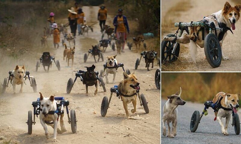 Приют для собак-инвалидов каждый день проводит "гонки на колясках"
