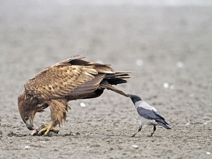 Вороны троллят разных животных, дергая их за хвосты