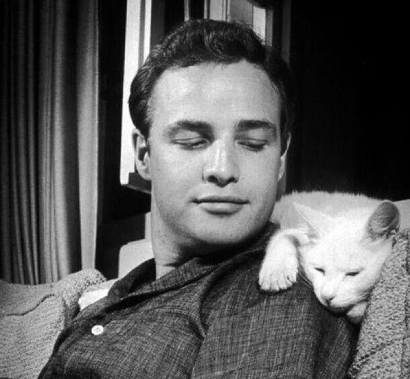 Знаменитый голливудский актер Марлон Брандо обожал кошек, и постоянно баловал свою питомицу