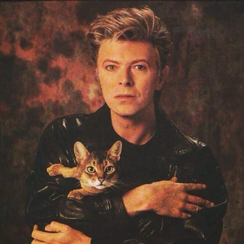 Дэвид Боуи со своим котом. Боуи был большим поклонником кошек - его песня “Cat People” - истинное свидетельство его любви к ним
