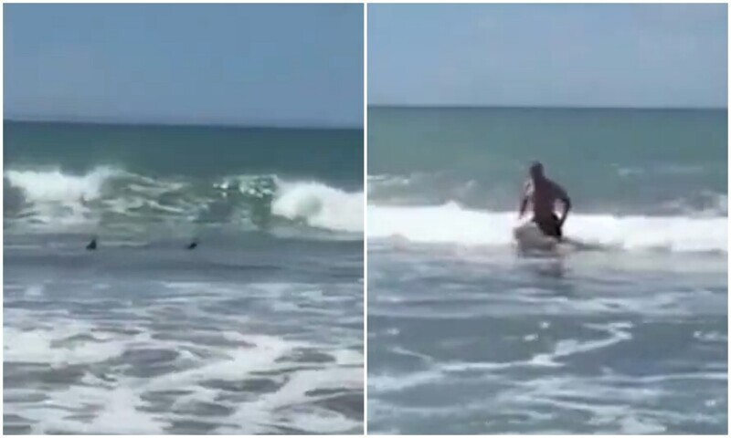 Мужчина ринулся из океана, увидев позади двух акул