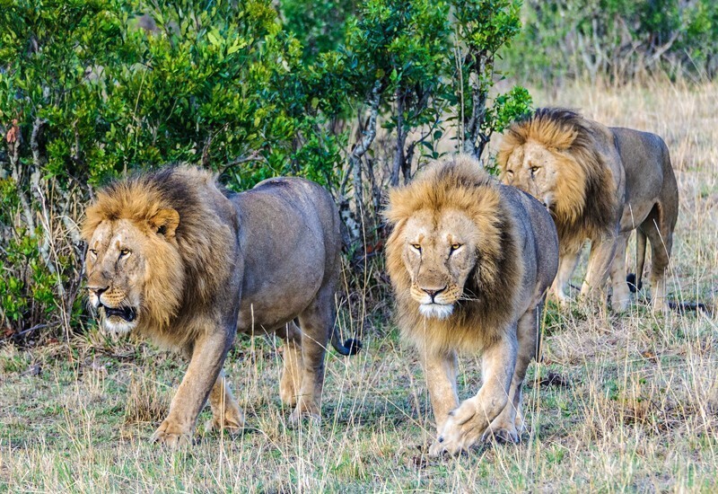 Тайны львиных переворотов: звериные разборки в кино и в жизни