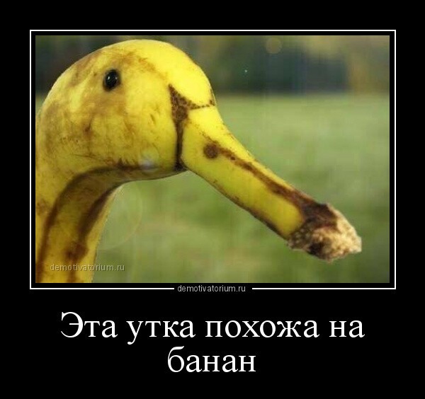 Эта утка похожа на банан