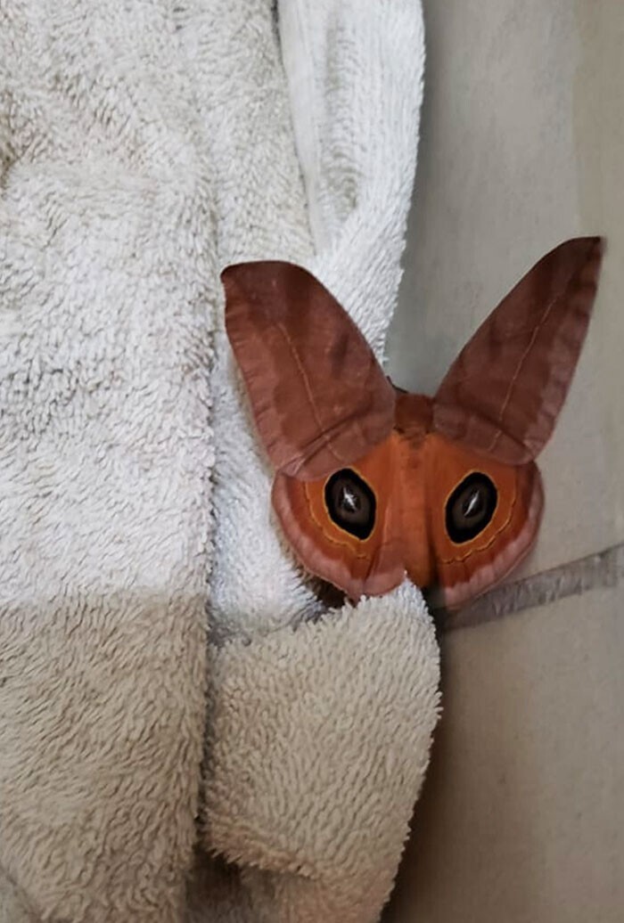 Бабочка, похожая на лисичку