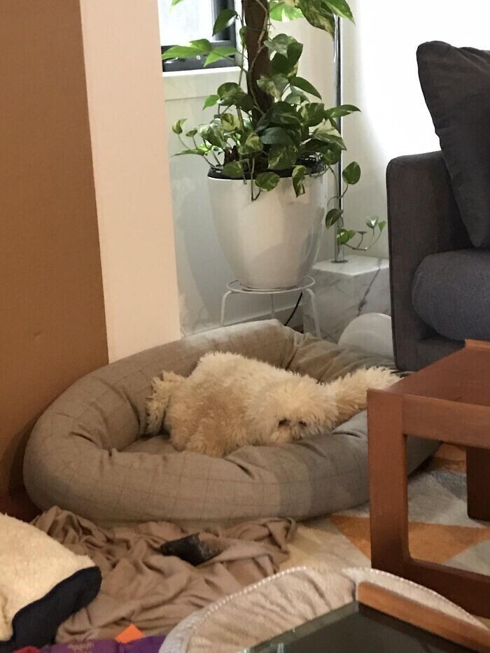 "Белое одеяло в лежанке моей собаки выглядит, как собака"