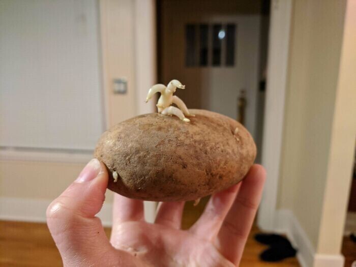 Кто-то пытается сбежать из картофелины