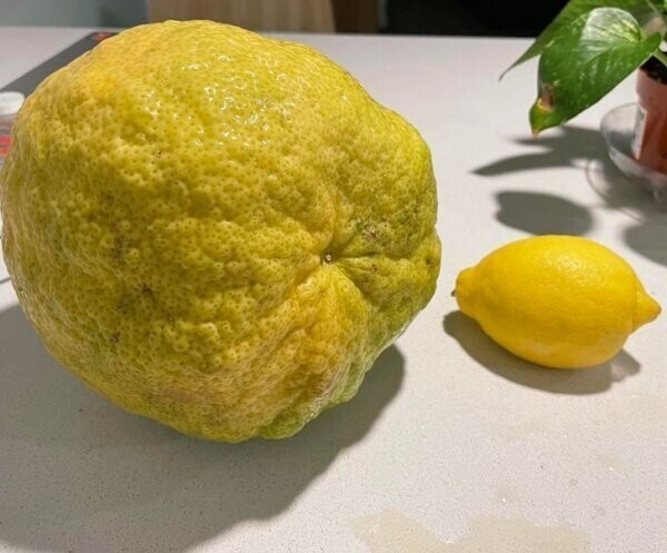 Лимон Пондероза (гибрид помело и цитрона) по сравнению с обычным магазинным лимоном