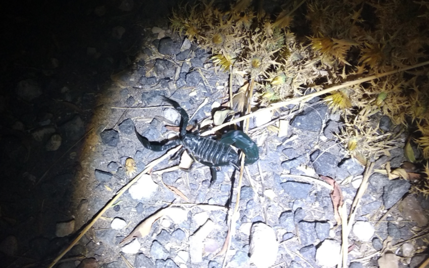 Толстохвостый скорпион: Превзошёл собратьев. Стреляет ядовитым токсином по дуге в 190 градусов!