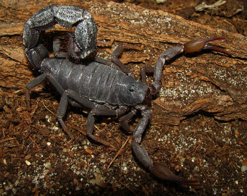 Толстохвостый скорпион: Превзошёл собратьев. Стреляет ядовитым токсином по дуге в 190 градусов!