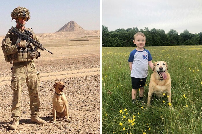 "Служебный пес, который когда-то помогал солдату, остался с ним семь лет спустя, и сейчас живет с его семьей"