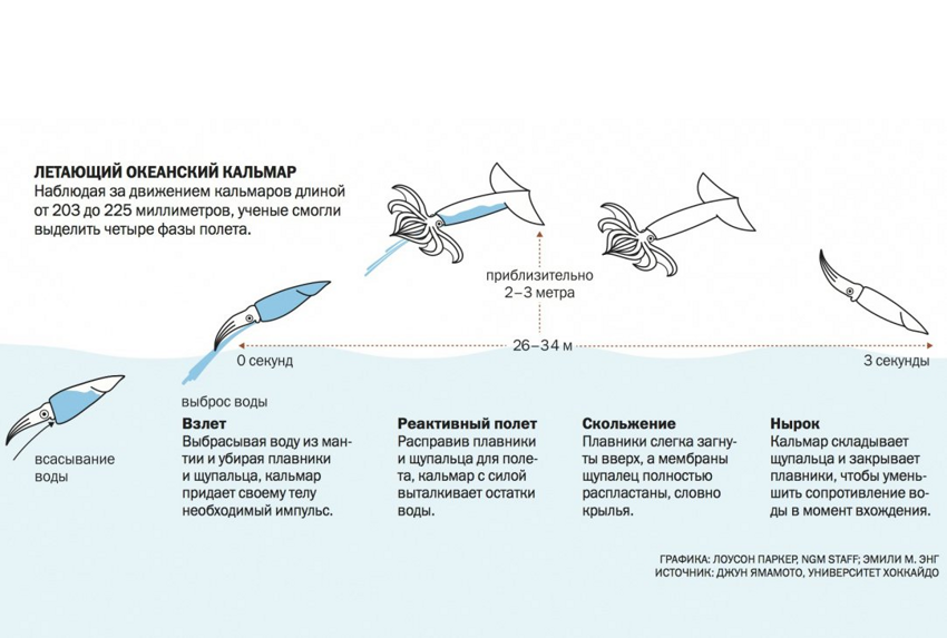 Летающие кальмары: Первым делом самолёты. Моллюски научились летать в стиле «клизмы»