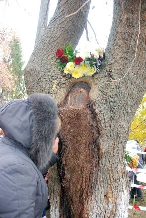 Под Киевом подтеки  на дереве приняты за образ Богородицы.