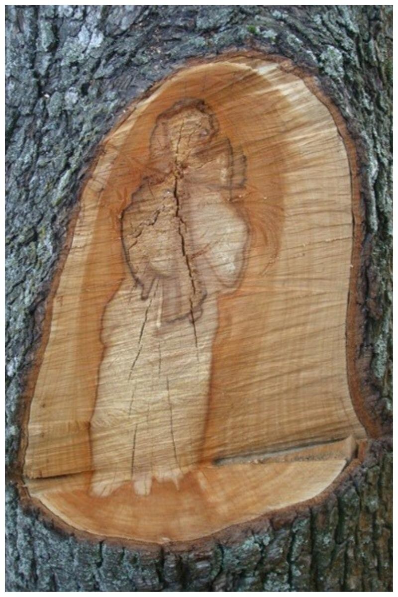 На Полтавщине (Украина) на срезе дерева появился образ Пресвятой Богородицы