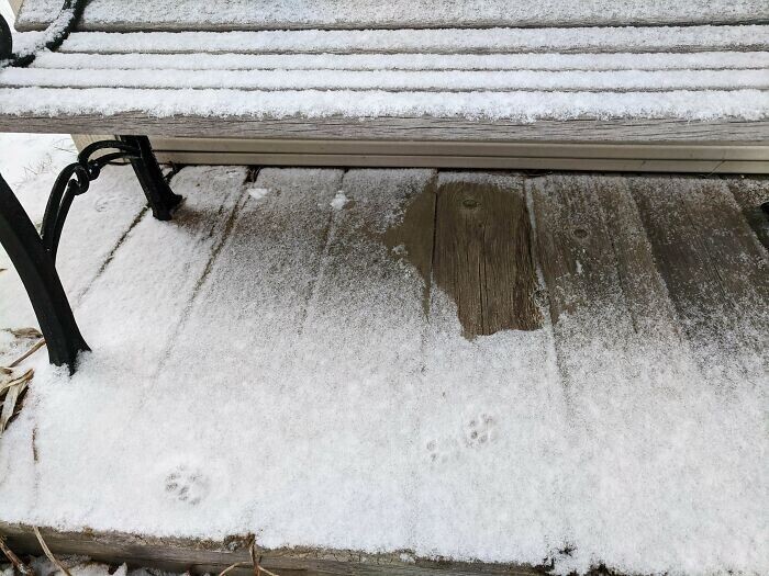 Кошка посидела под снегом и ушла, а след остался