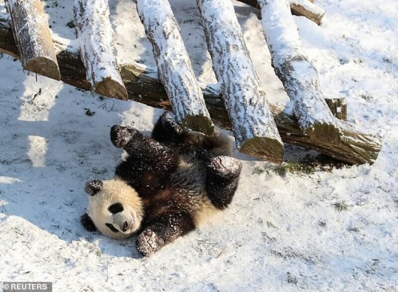 Как дети малые: панды-близнецы впервые увидели снег