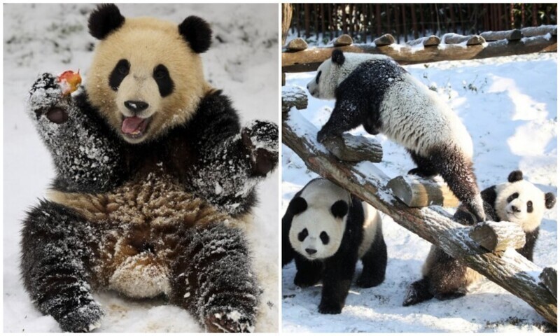 Как дети малые: панды-близнецы впервые увидели снег