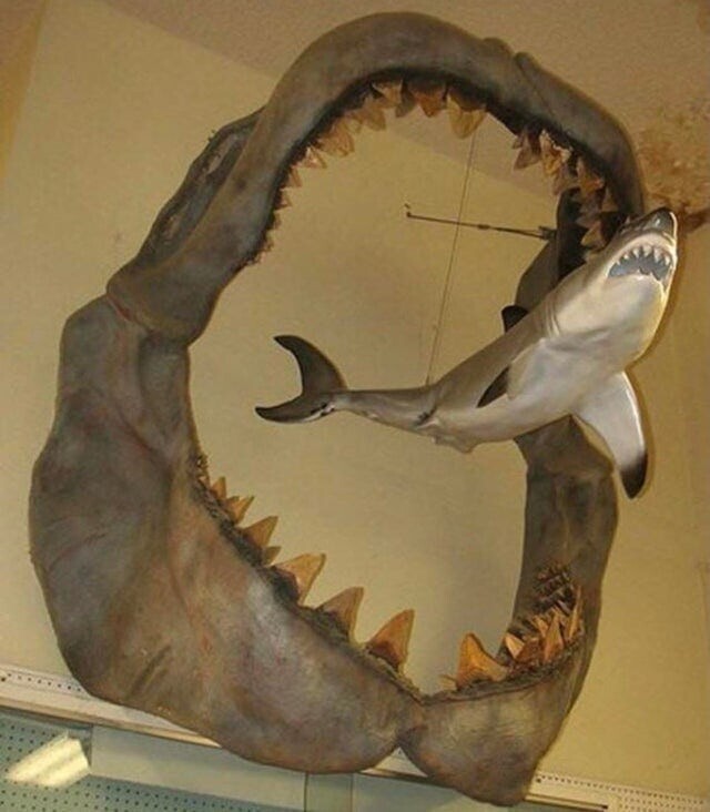 13. Пасть мегалодона в сравнении с 3-метровой большой белой акулой