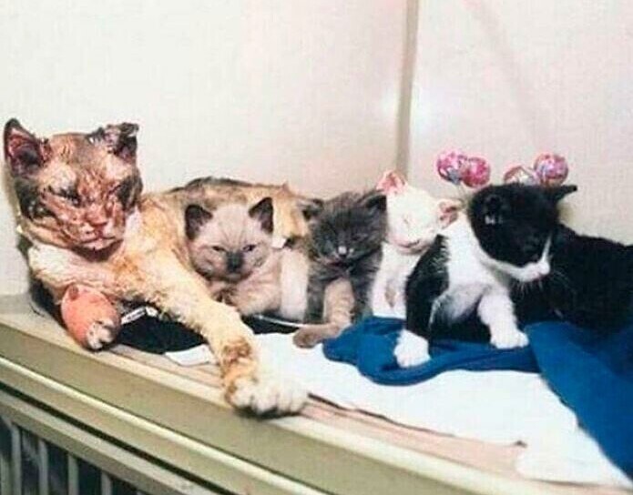 Мать-кошка пять раз прошла через огонь, чтобы вынести своих малышей