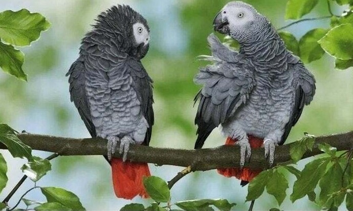 Эксперты научили африканских серых попугаев покупать еду за жетоны. Затем их разделили на пары, одному дали 10 жетонов, другому ни одного. Выяснилось, что попугаи делились своими жетонами с сородичами, у которых их не было