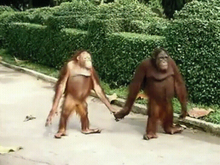 Пара орангутангов прогуливается в Хо Ши Мине, Вьетнам