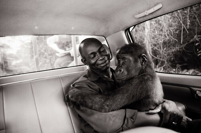 Пикин - горилла, спасенная из рук нелегальных продавцов животных, - на пути в заповедник со спасателем