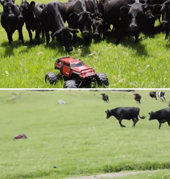 Коровы изучают странный предмет на пастбище