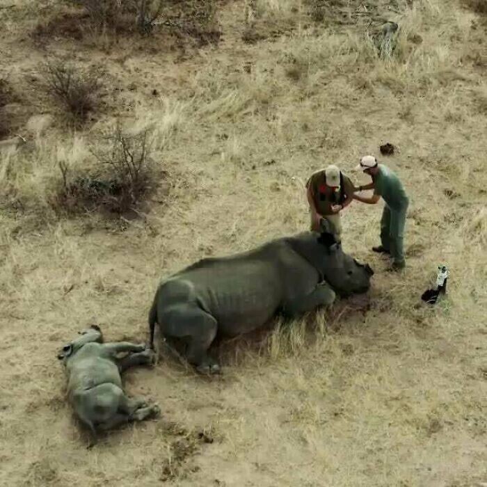Этот малыш белого носорога начал нападать на ветеринаров, когда проснулся, потому что думал, что они охотятся на них с мамой