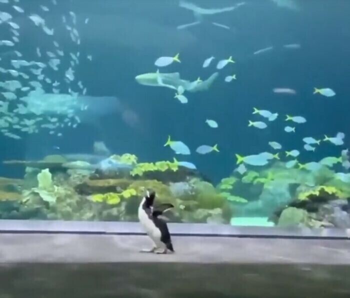 Пингвины из Аквариума Шедда в Чикаго исследуют все части аквариума, пока он на карантине