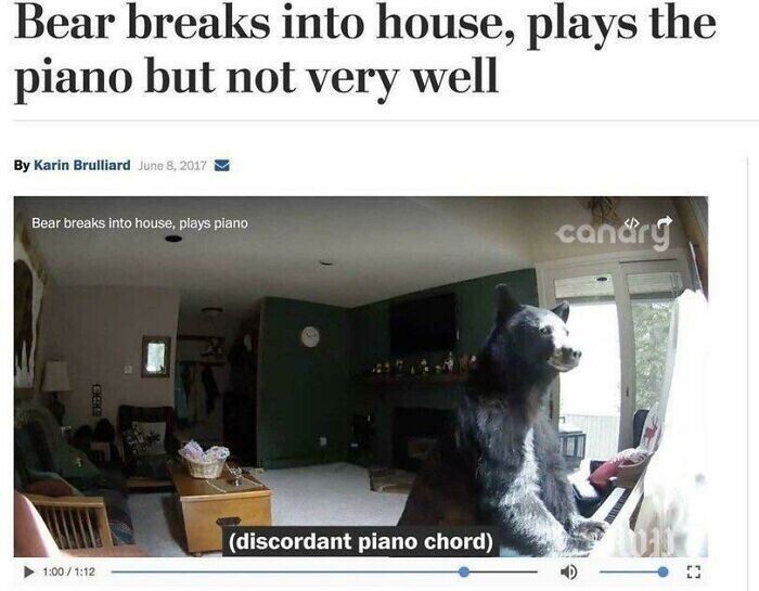 "Медведь ворвался в дом и начал играть на пианино, но не очень хорошо"