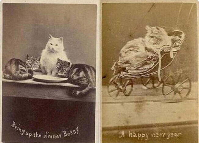 5. Фотографии забавных котиков были популярно задолго до появления Интернета