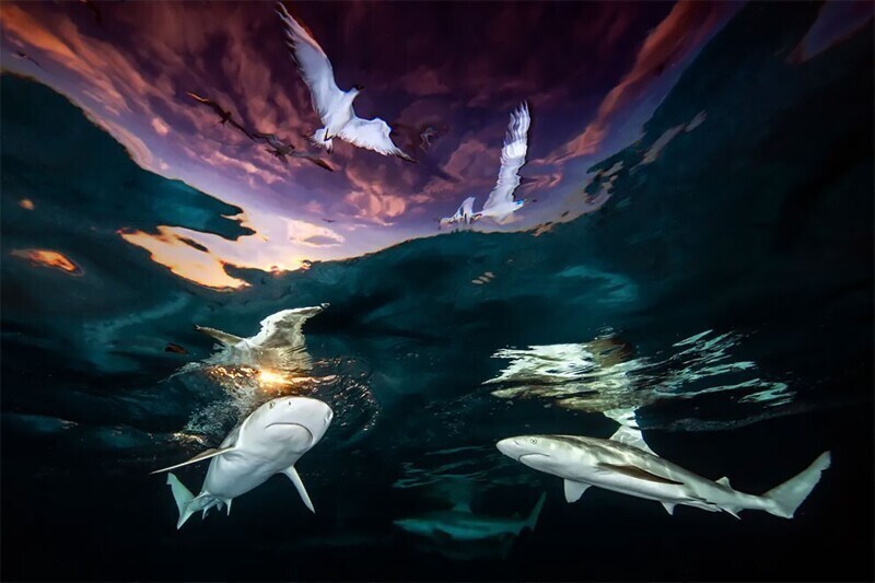 "Акулы", Рене Капоццола, США. Снято берега острова Моореа во Французской Полинезии