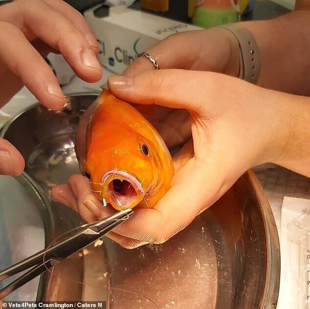 Рыбка пыталась съесть соседа по аквариуму, и поплатилась за это