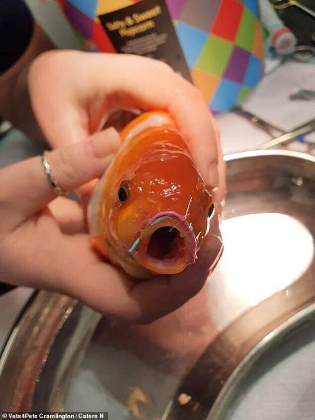 Рыбка пыталась съесть соседа по аквариуму, и поплатилась за это