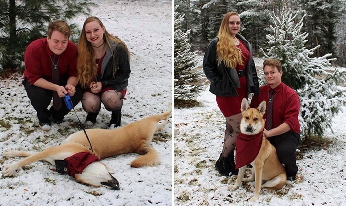30 семейных фото, которые не были бы такими забавными, если бы не собакены