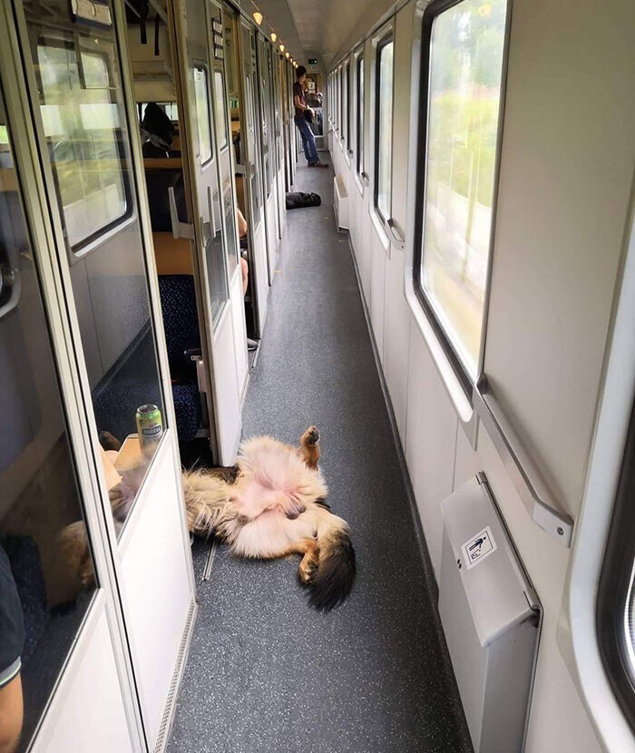 "Мой пес просто любит расслабляться во время поездок в поезде"