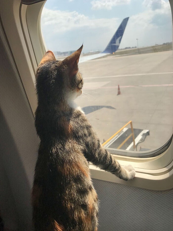 "Нашему котенку нравится путешествовать"