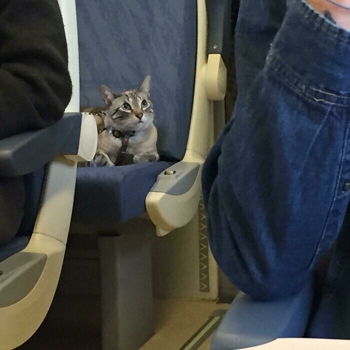 "У этой кошки было отдельное сиденье в поезде. Она лежала так спокойно всю дорогу"