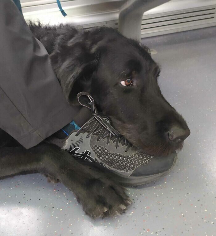 "Это собака-поводырь моего слепого отца, и они едут на поезде обратно домой"