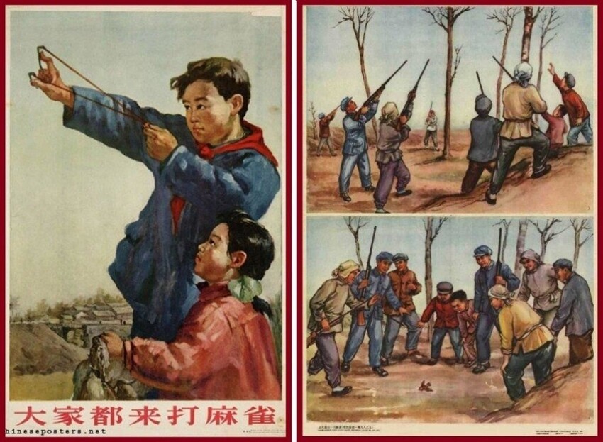 Как китайцы уничтожали воробьев
