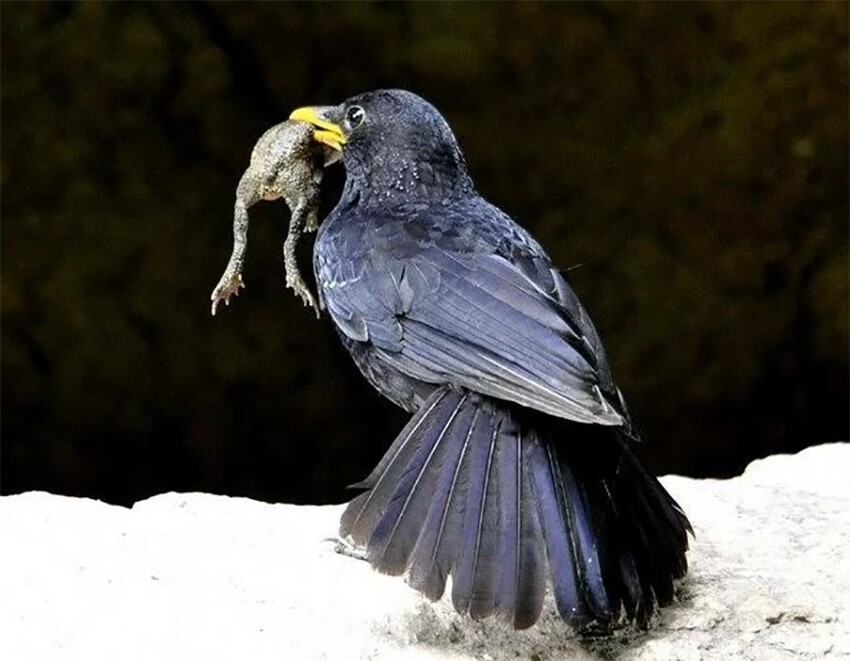 Лиловый дрозд: Синяя птица счастья действительно существует! Как живёт символ удачи и благополучия?